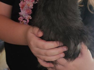 Silkies Chickens - Black and White Fluffy Show Quality