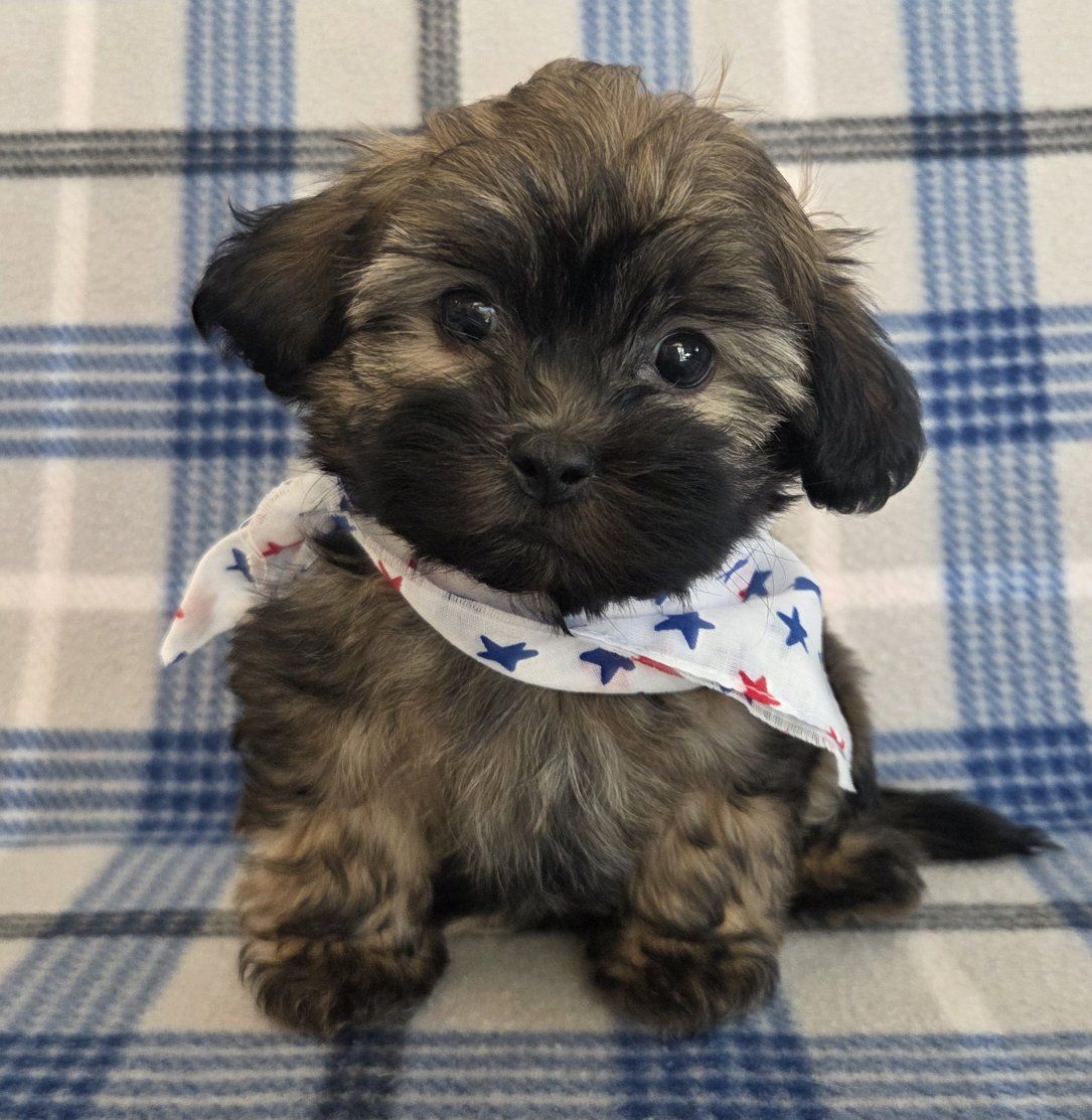 Sweet Tiny Shih-poo Puppies