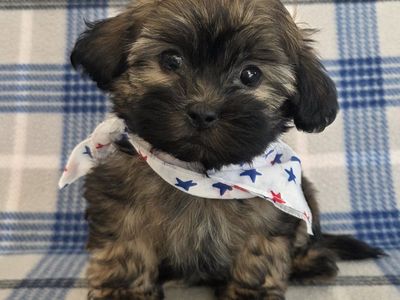 Sweet Tiny Shih-poo Puppies