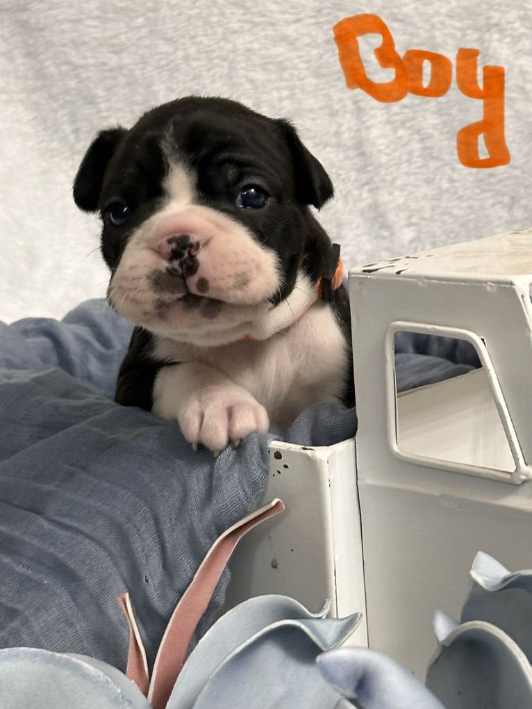 ACA Boston Terrier