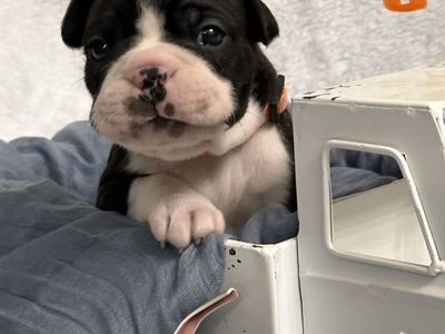 ACA Boston Terrier