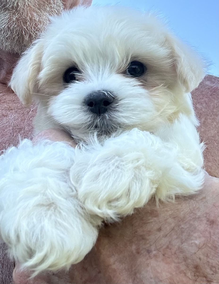 Morkie puppies ( Maltese/yorkie)