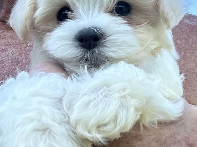 Morkie puppies ( Maltese/yorkie)