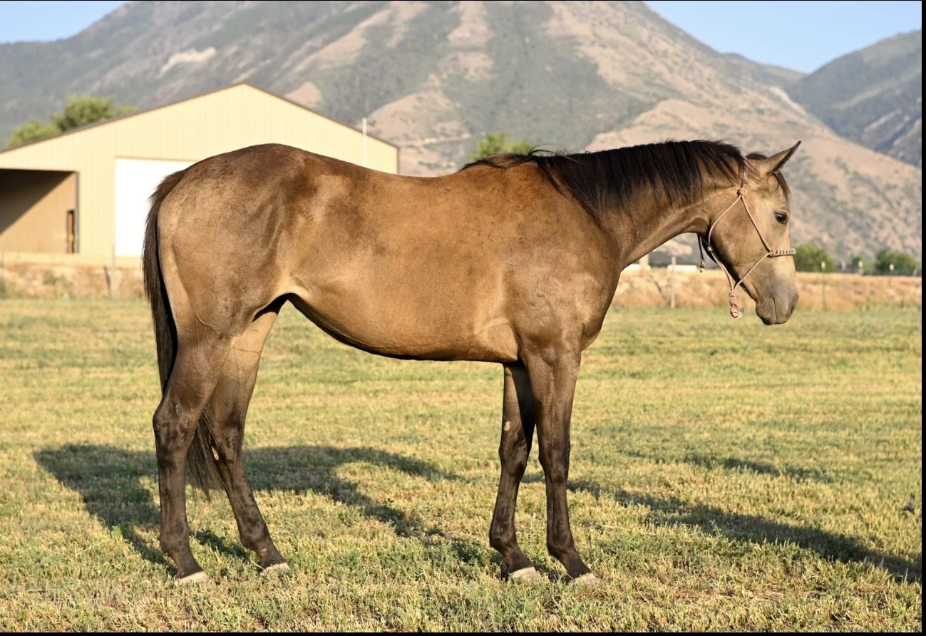 2yr old filly This Corona’s burnin