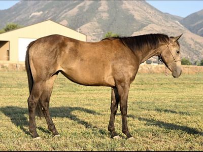 2yr old filly This Corona’s burnin