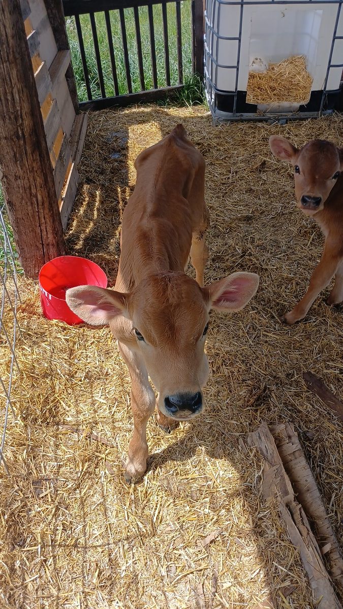 Jersey holstein cross