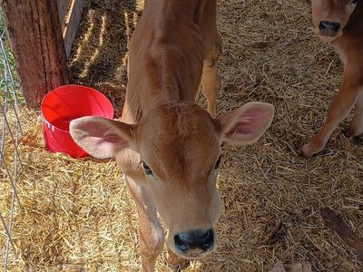 Jersey holstein cross