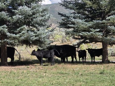 Wagyu steers