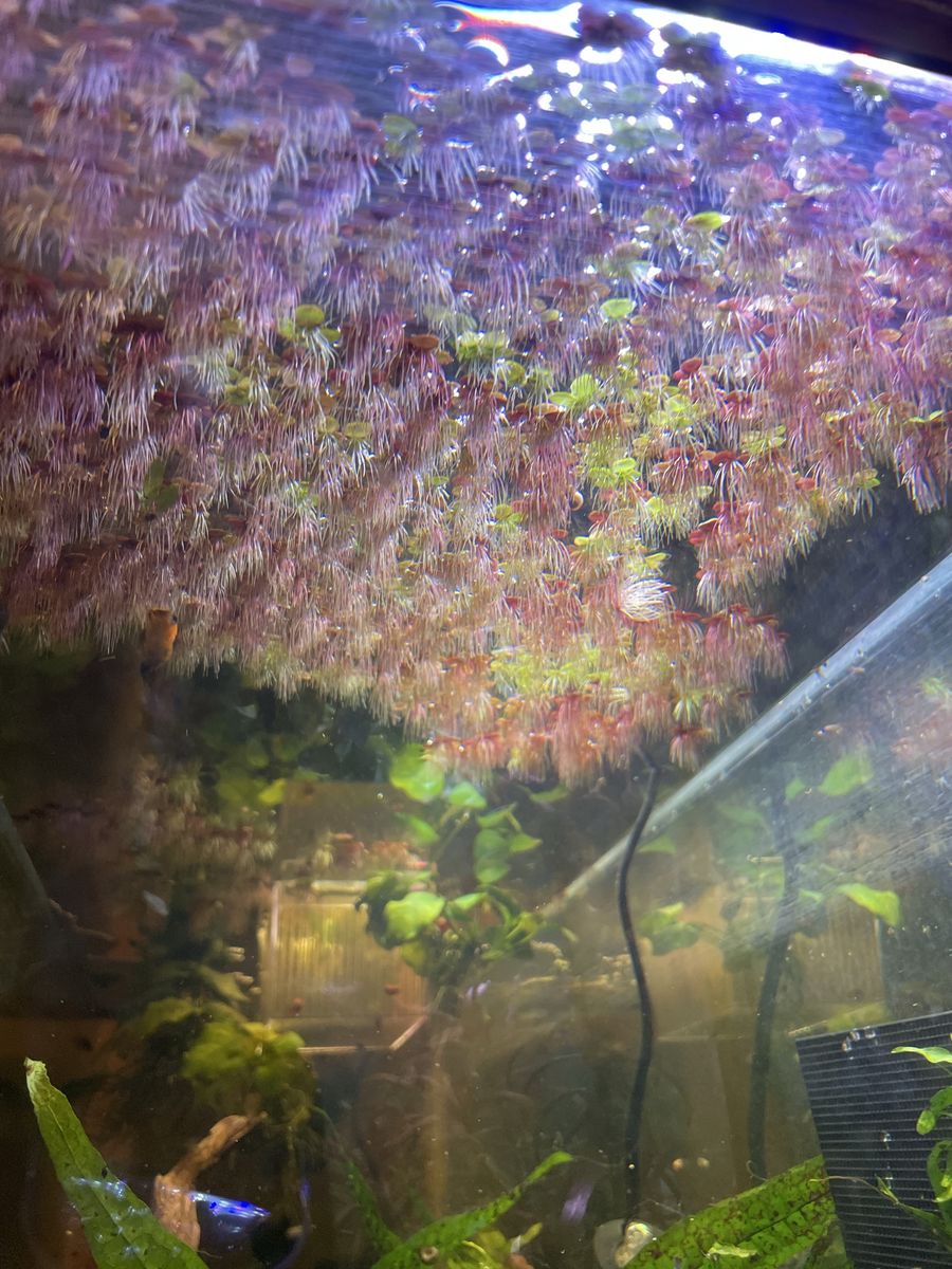 Main image 2