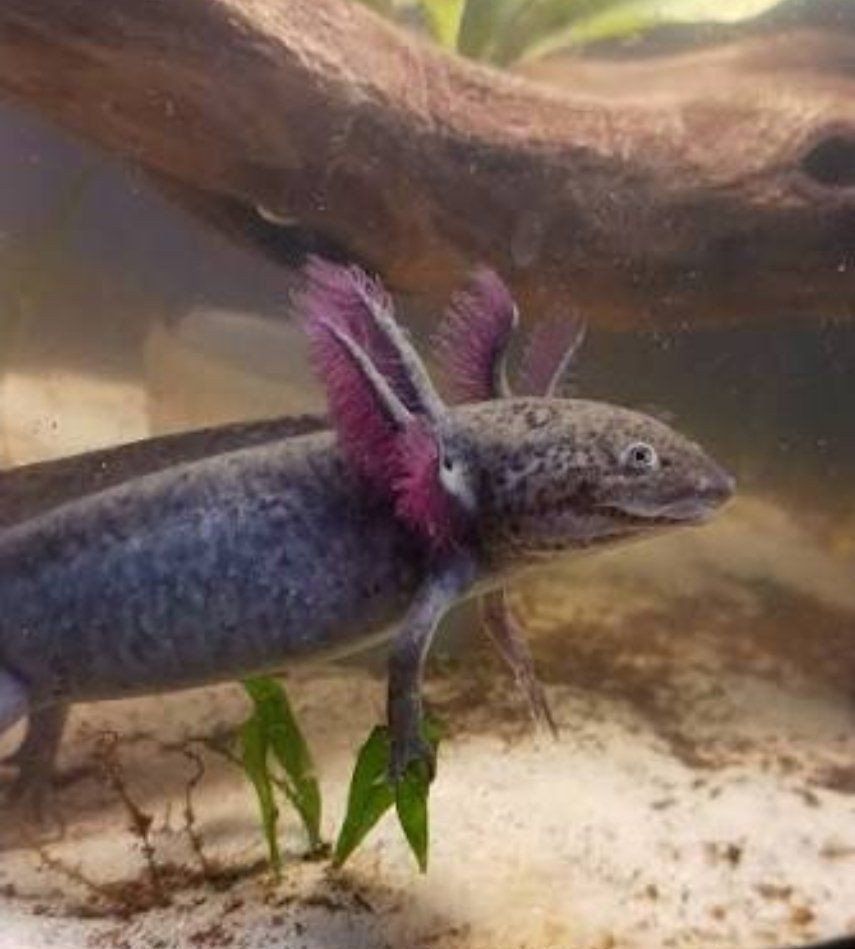 Axolotl