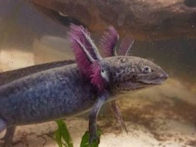Axolotl