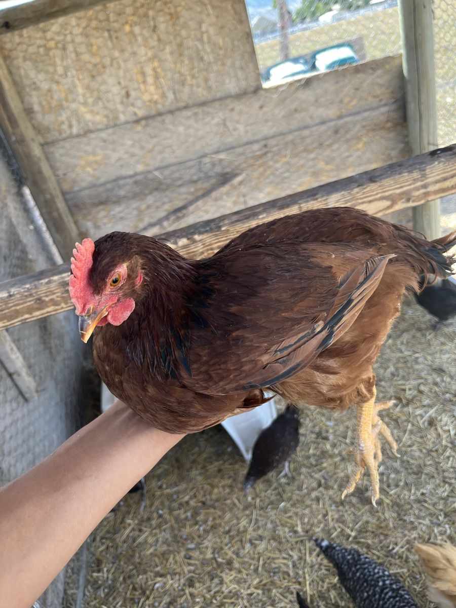 4 young roosters for sale