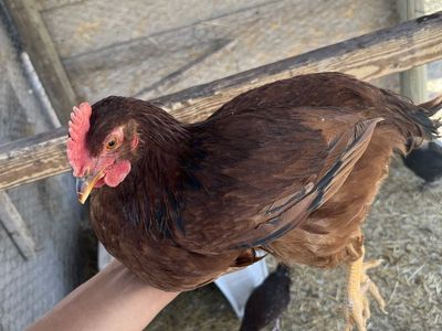 4 young roosters for sale