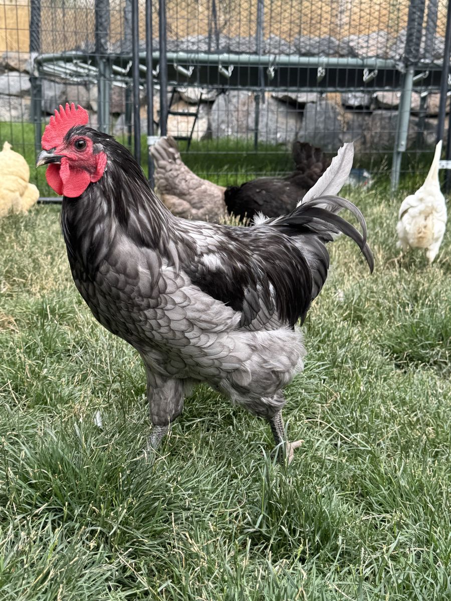 Young Wyandotte Rooster