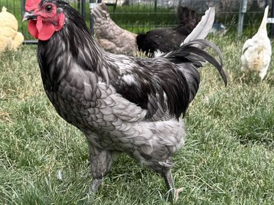 Young Wyandotte Rooster