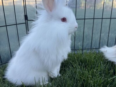 Lionhead Mix Bunnies
