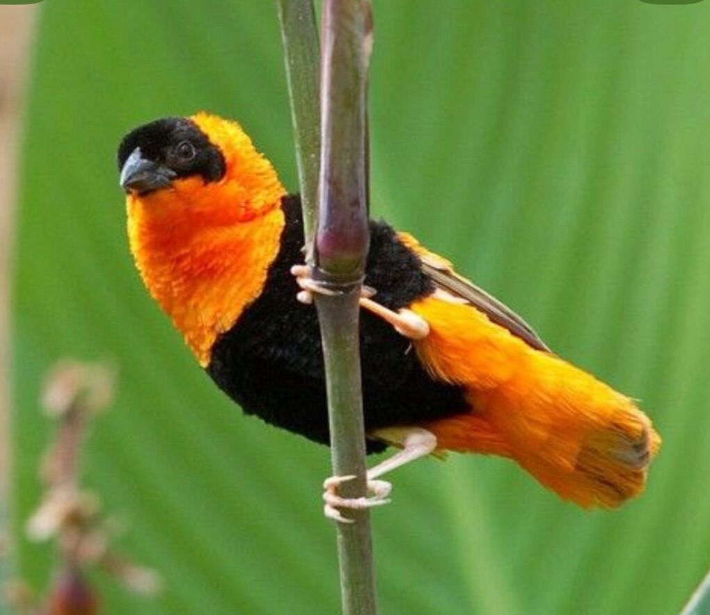 Orange And Yellow Bishop Weavers uncolored