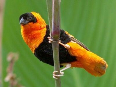 Orange And Yellow Bishop Weavers uncolored