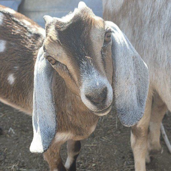 Moonspotted Nubian doeling