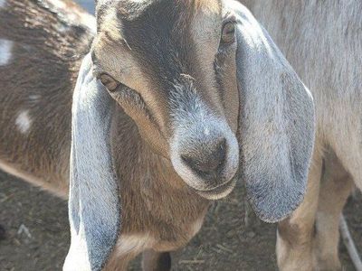 Moonspotted Nubian doeling