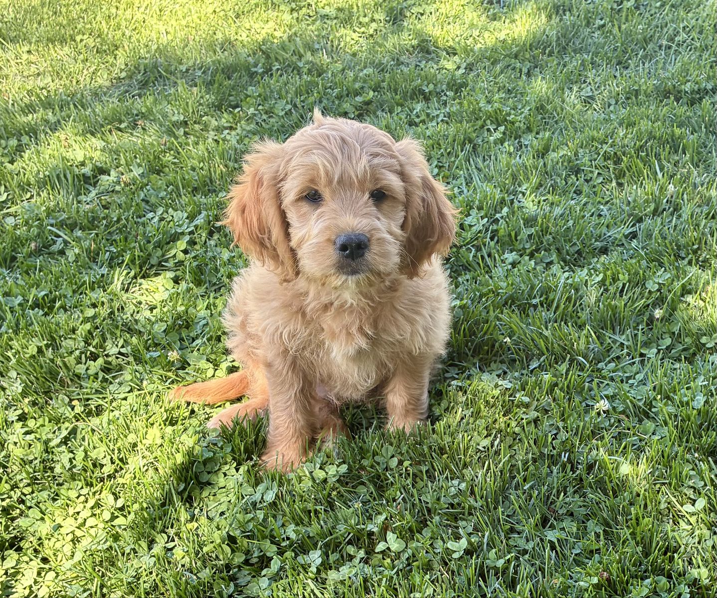Mini Goldendoodle Ready Today!