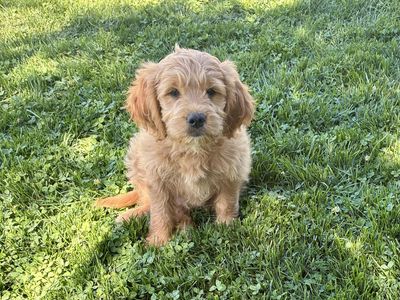 Mini Goldendoodle Ready Today!