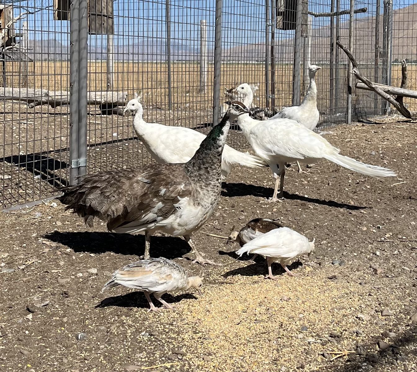 White/Pied Peacocks