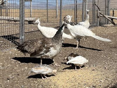 White/Pied Peacocks