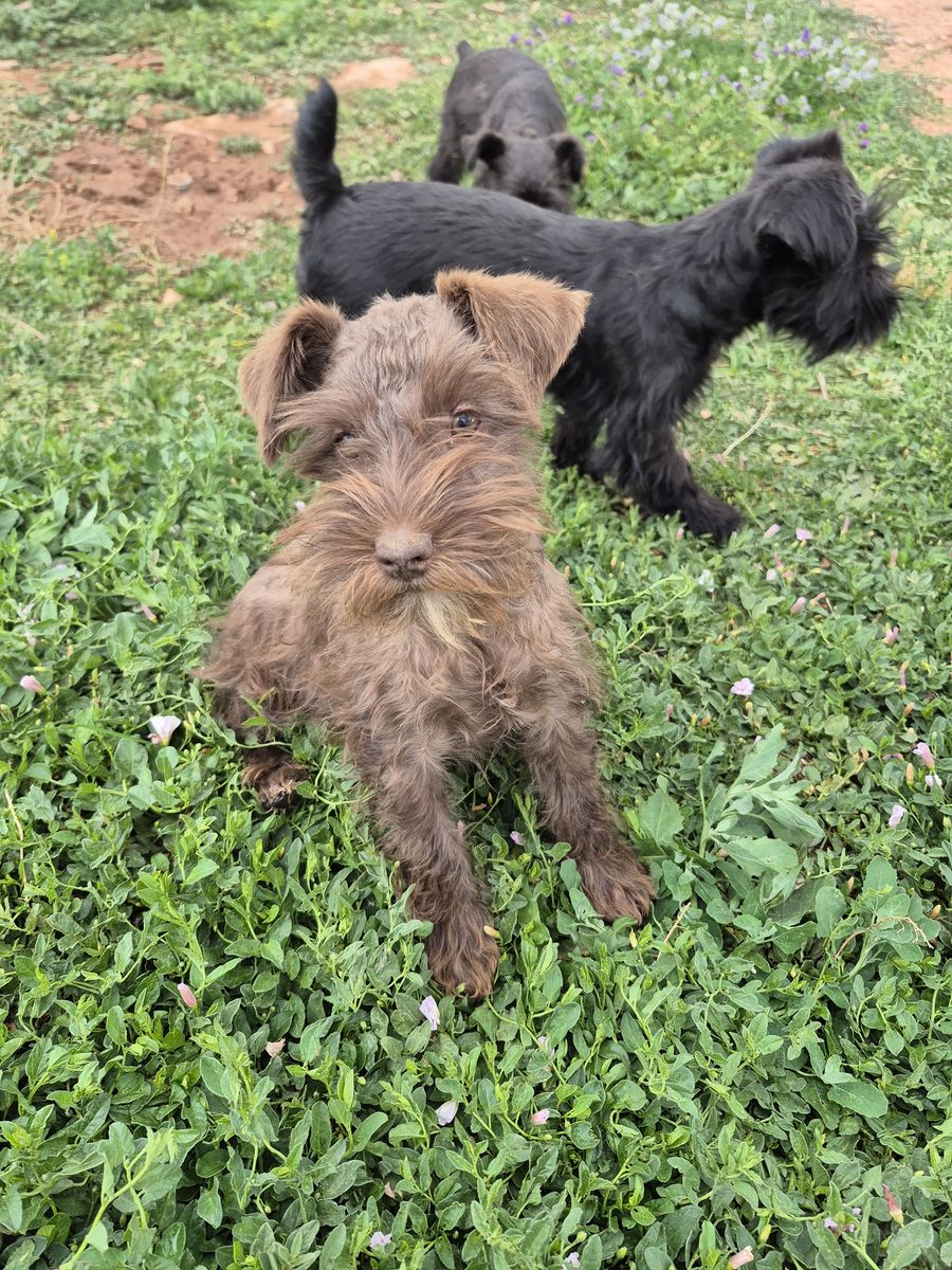 Miniature Schnauzer Puppies for Sale