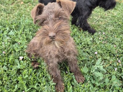 Miniature Schnauzer Puppies for Sale