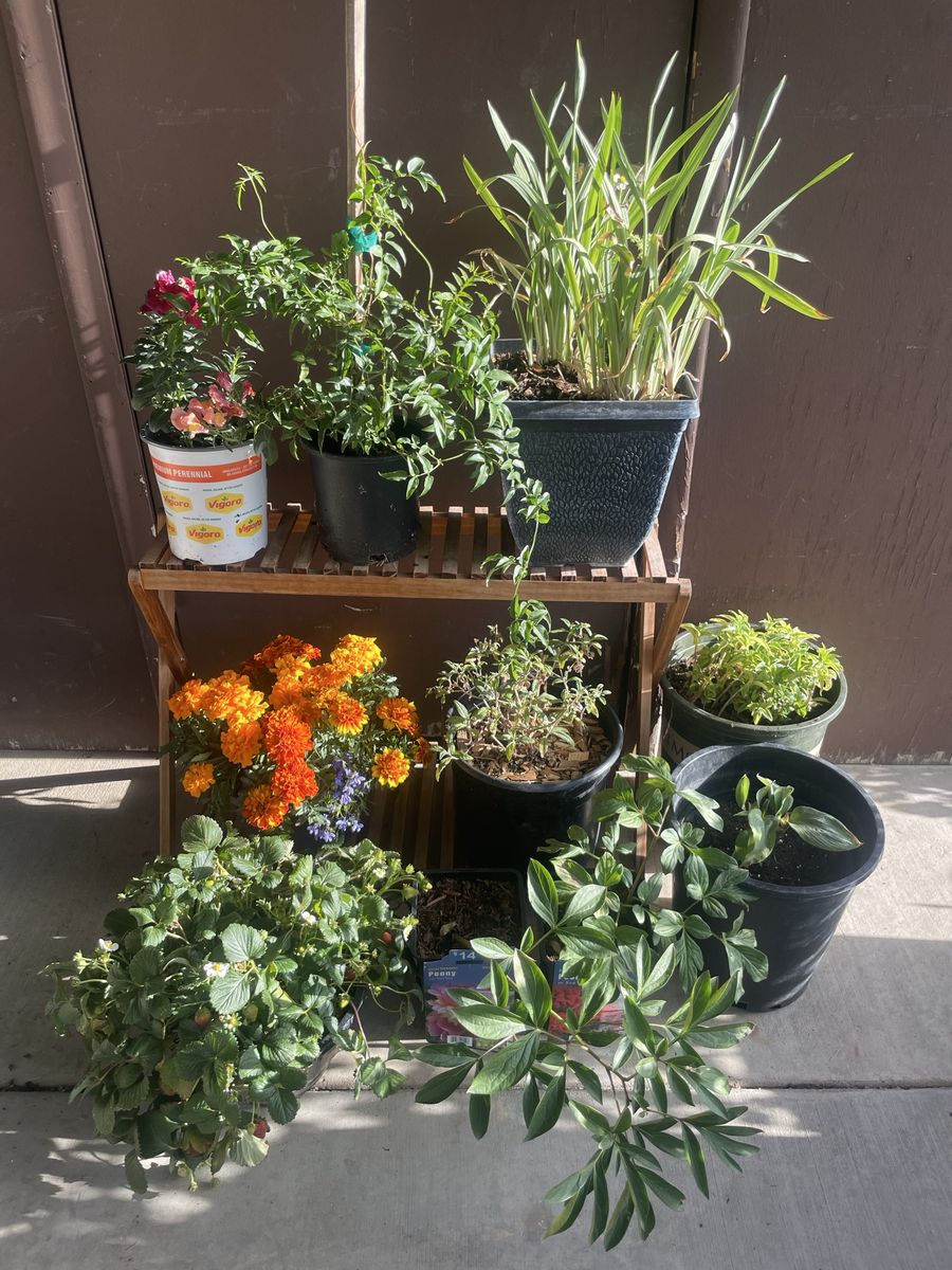 Perennial and Annual Garden Plants