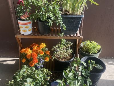 Perennial and Annual Garden Plants
