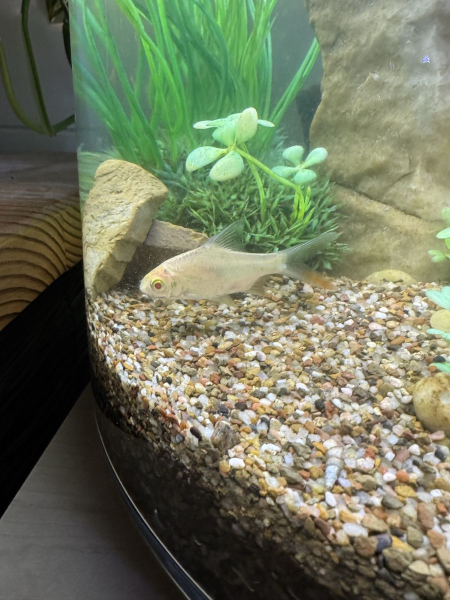 Albino tinfoil barb