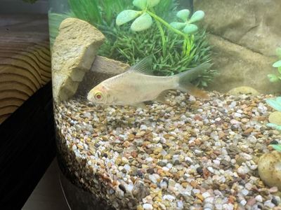 Albino tinfoil barb