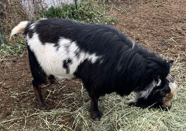 Reg Nigerian Dwarf Buck