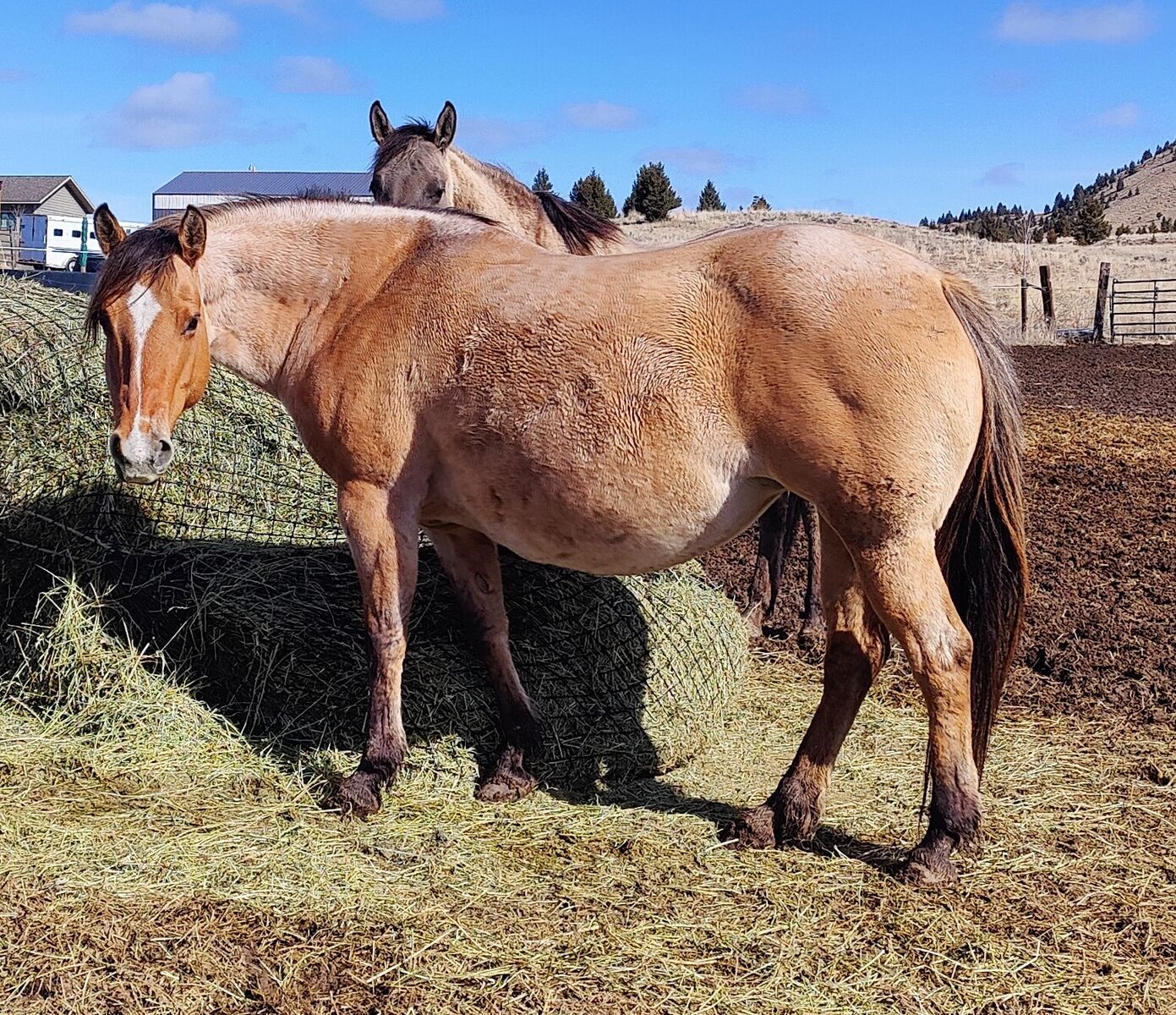 AQHA OPEN broodmare, Smokinhotgolddigger