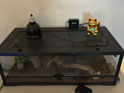 Reptile set up cage enclosure