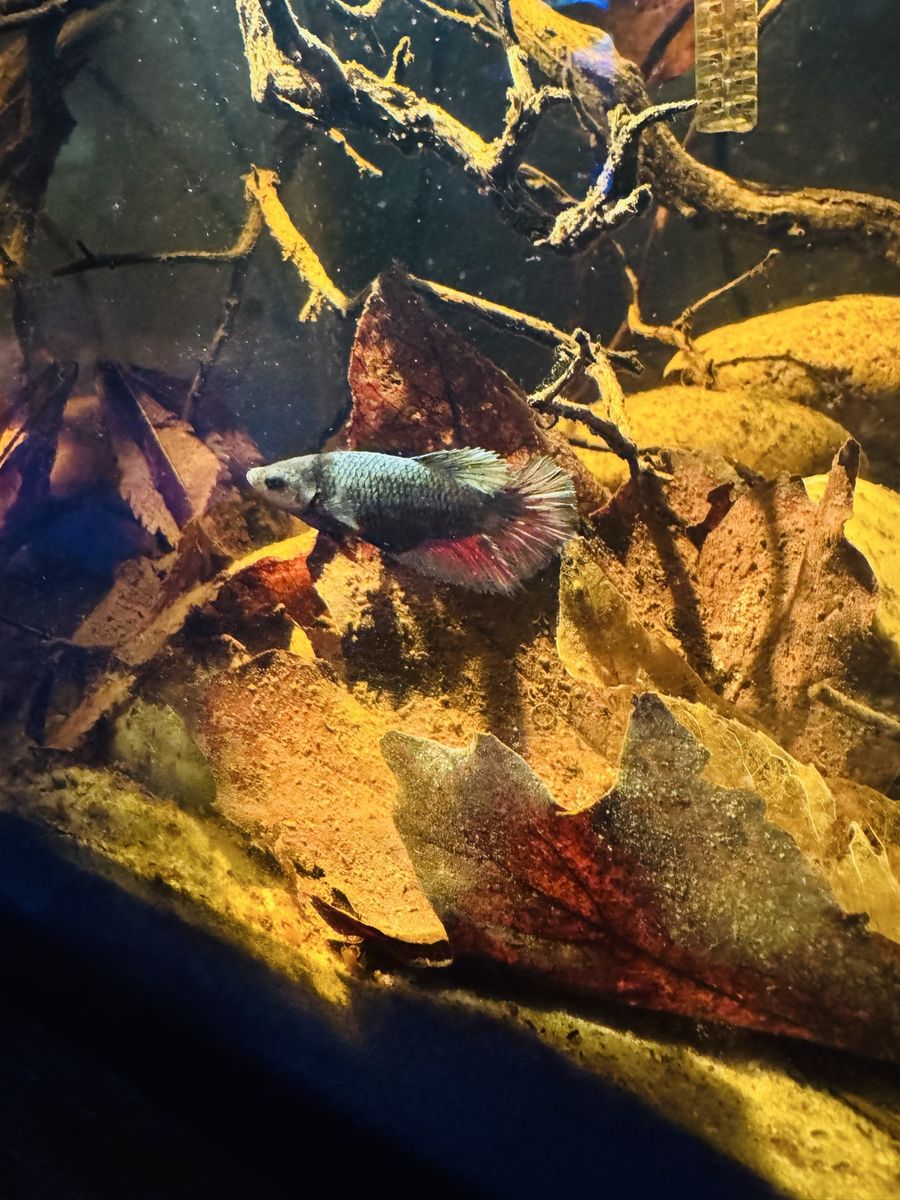 Gargoyle female betta