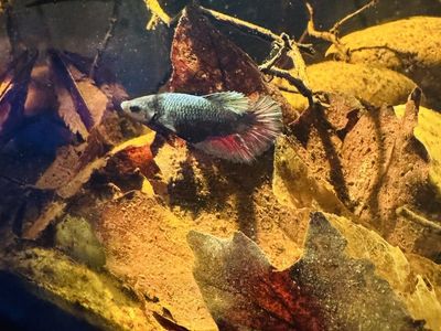 Gargoyle female betta