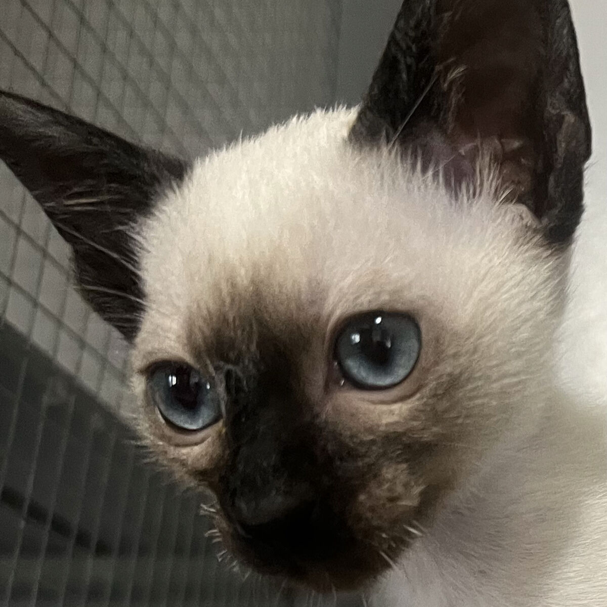 Siamese kittens CFA Registered Pure Bred