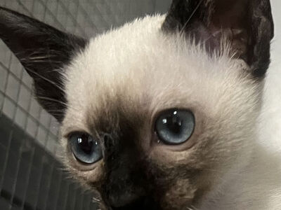 Siamese kittens CFA Registered Pure Bred