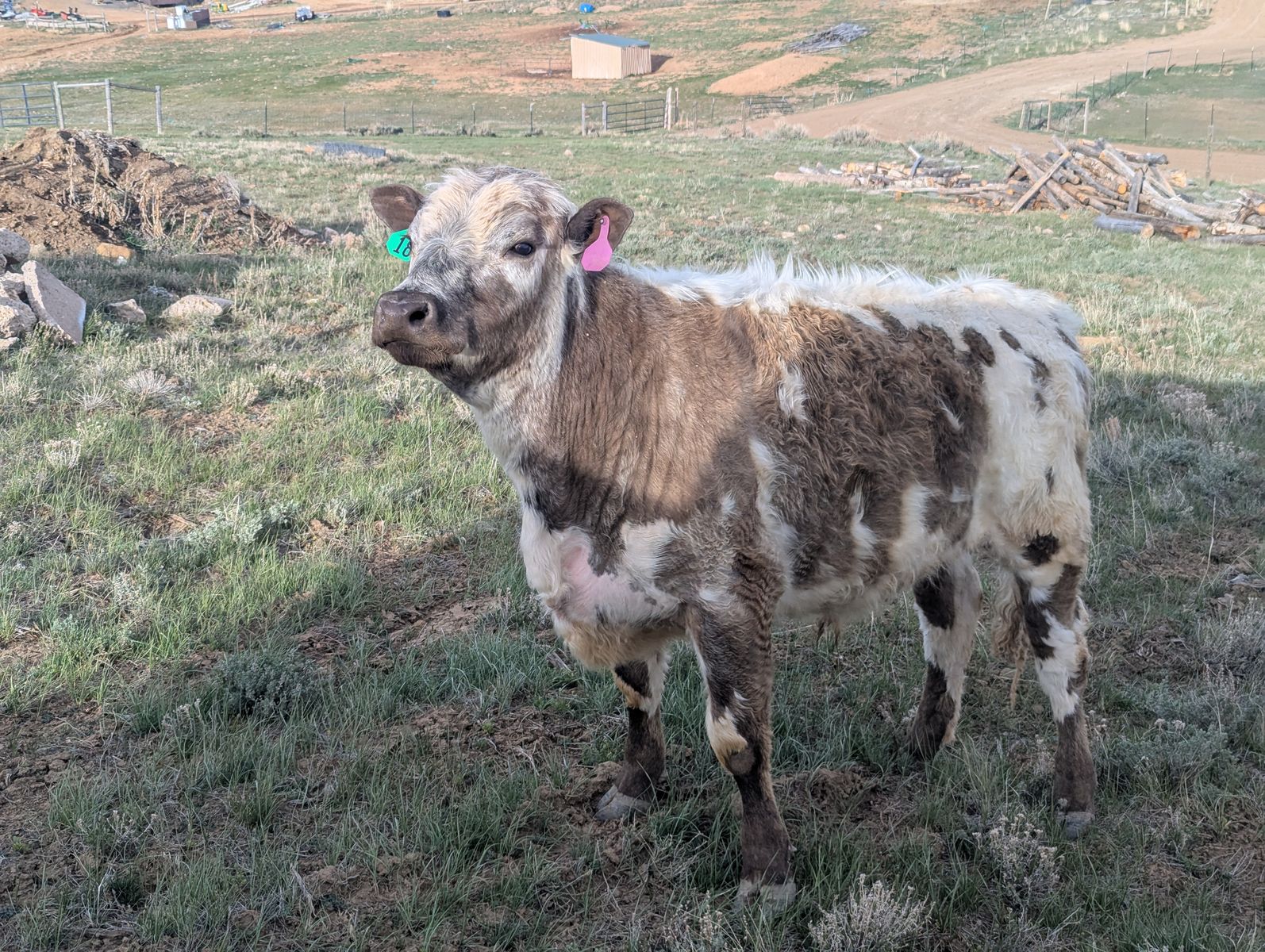 2024 British White Steer