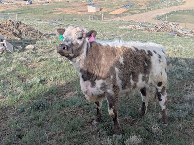 2024 British White Steer