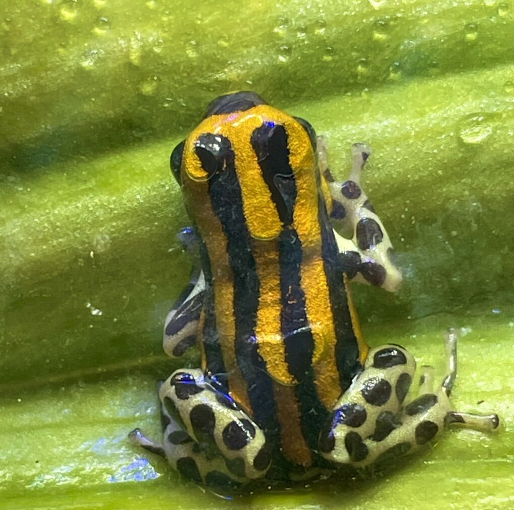 Ranitomeya Sirensis Rio Pachitea Yellow Dart Frogs