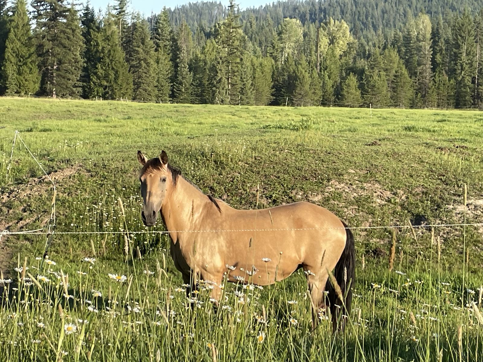 Light riding / Pasture pets / Broodmares!