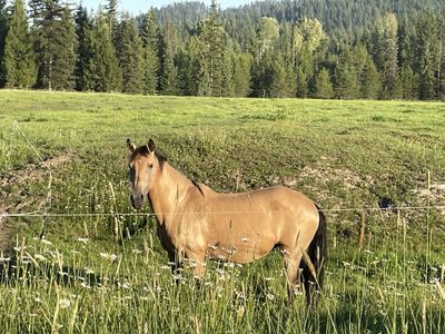 Light riding / Pasture pets / Broodmares!