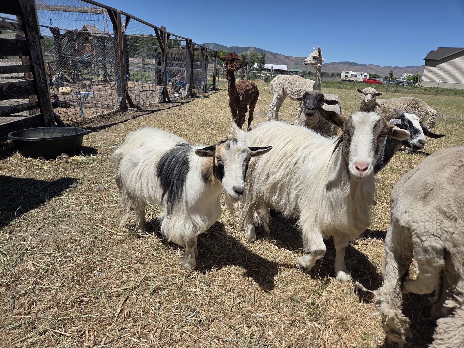 Mini Silky Fainting Goats
