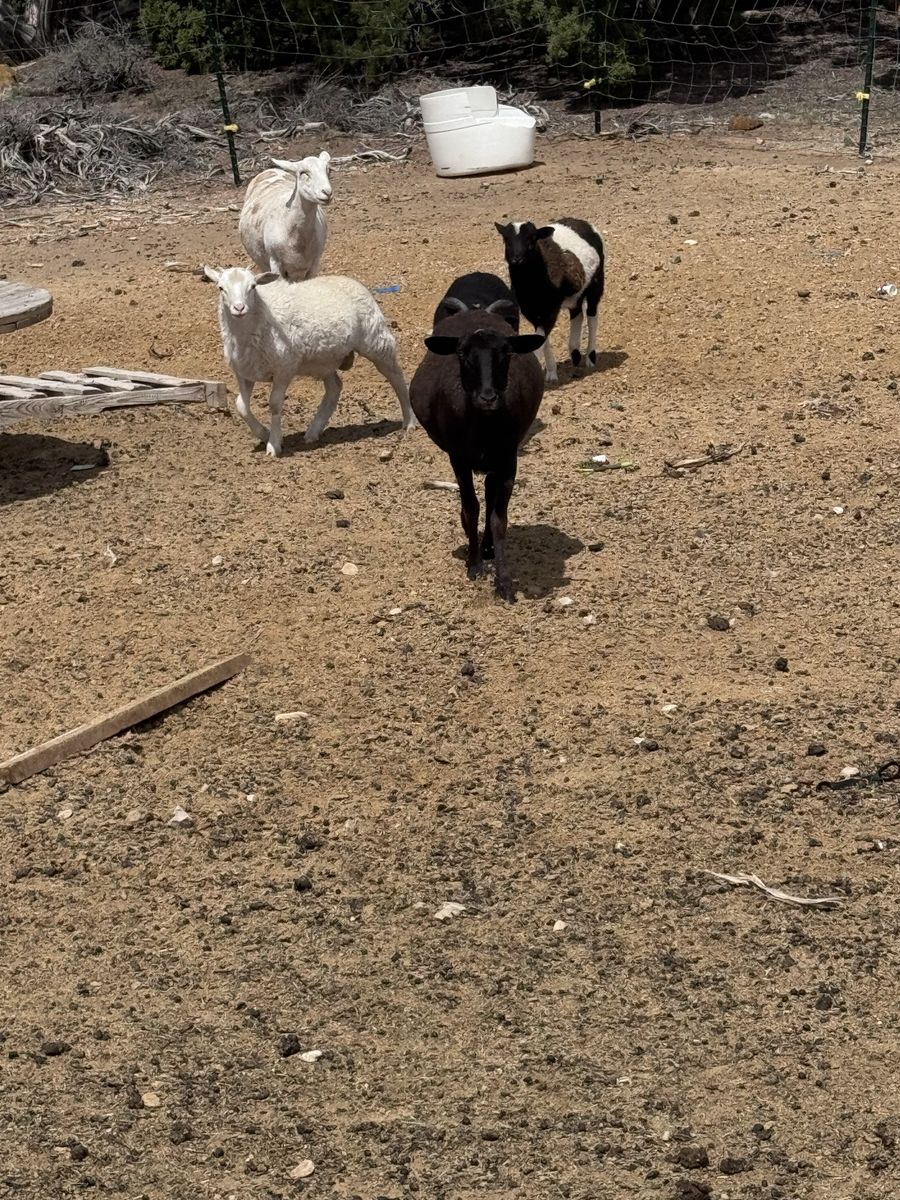 Hair sheep