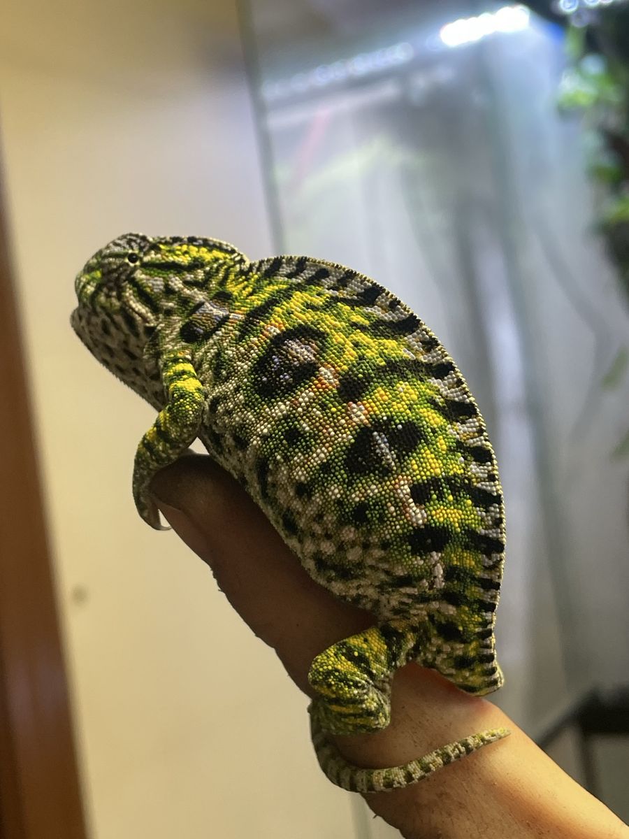 Female Carpet Chameleon
