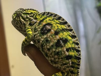 Female Carpet Chameleon